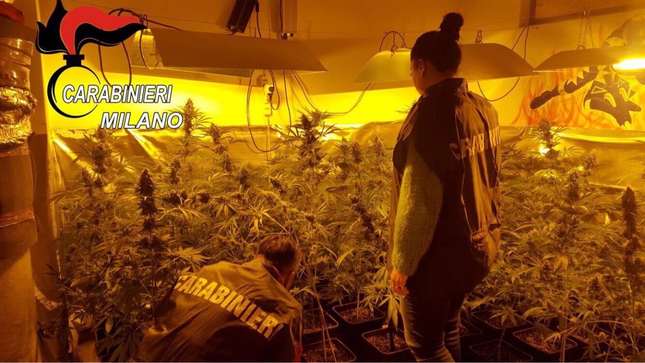 Sala, cucina, bagno e la stanza della marijuana: arrestato