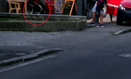 Cani senza guinzaglio a San Fruttuoso: un altro caso
