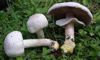 Coniugi intossicati dai funghi velenosi: morto il marito