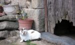 Colonie feline: l'iniziativa per sostenerle INFO