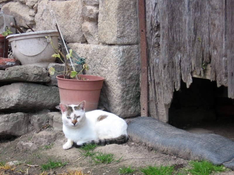 Colonie feline: l’iniziativa per sostenerle INFO