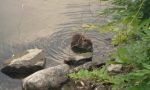 Nutrie, cinghiali, cormorani: la Regione "dichiara guerra" alla fauna invasiva