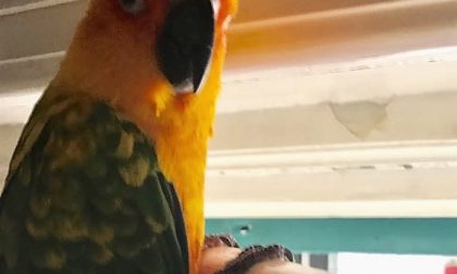 Seregno, scomparso un pappagallo a Santa Valeria