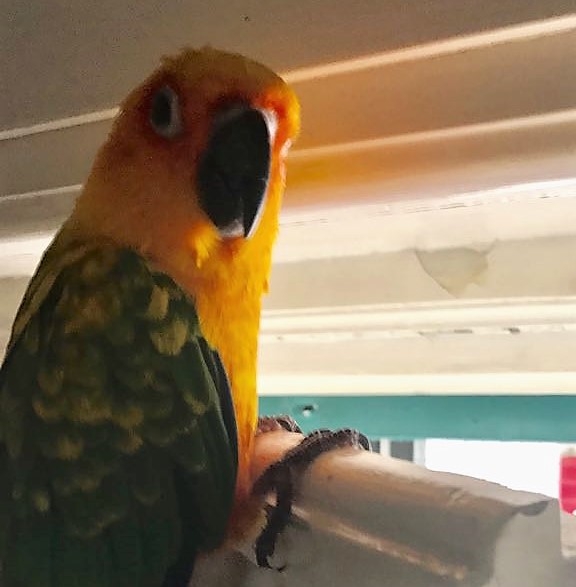 Seregno, scomparso un pappagallo a Santa Valeria