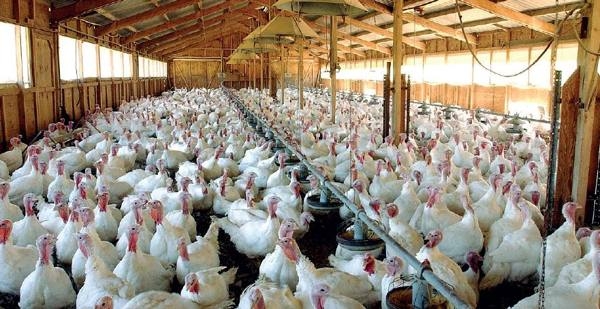 Focolai di influenza aviaria ecco come comportarsi
