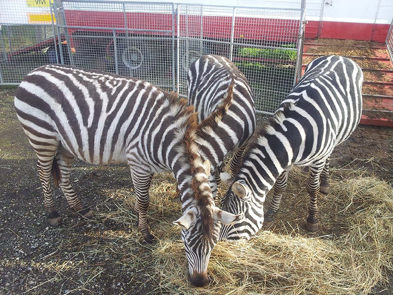 “Monza a 4 zampe” contro gli animali al circo