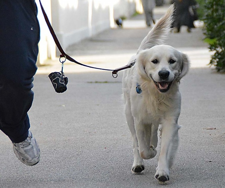Cani a guinzaglio, campagna di Monza a 4 zampe