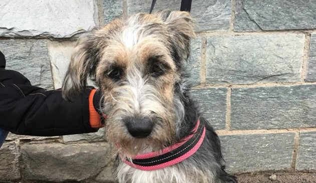 Cani scomparsi: Ketty si perde a Caponago. Ritrovata a Bussero – LE FOTO