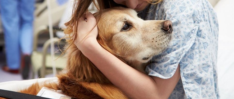 Animali in ospedale da oggi cani e gatti benvenuti ECCO DOVE