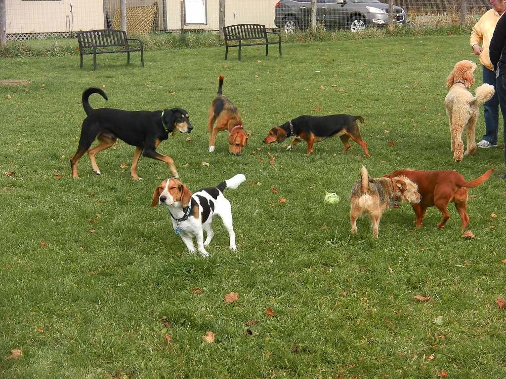 Area cani a Besana? Entro il 2019