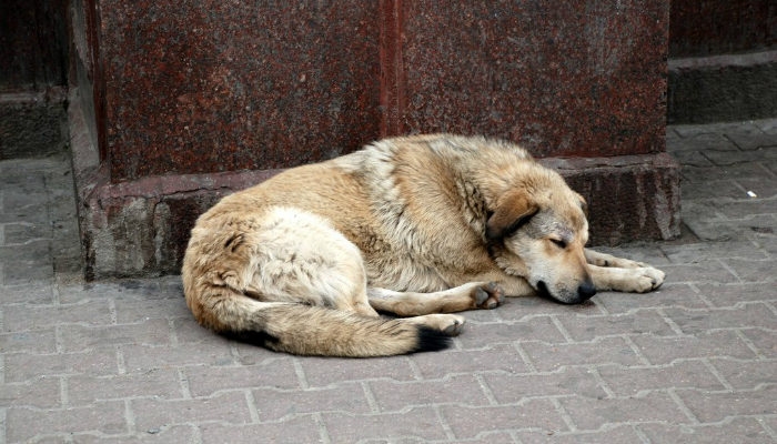 Avvelena due cani caccia all’uomo