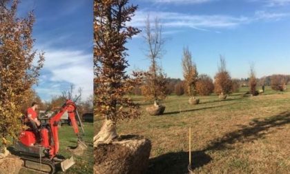 Tolti per Papa Francesco ora la Villa Reale ritrova i suoi carpini
