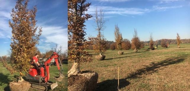 Tolti per Papa Francesco ora la Villa Reale ritrova i suoi carpini