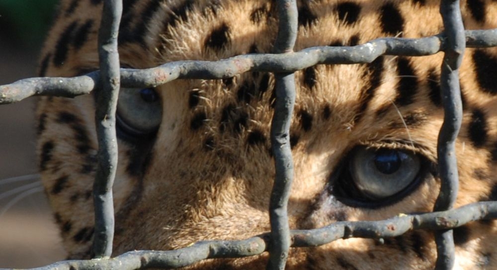 Stop agli animali nei circhi
