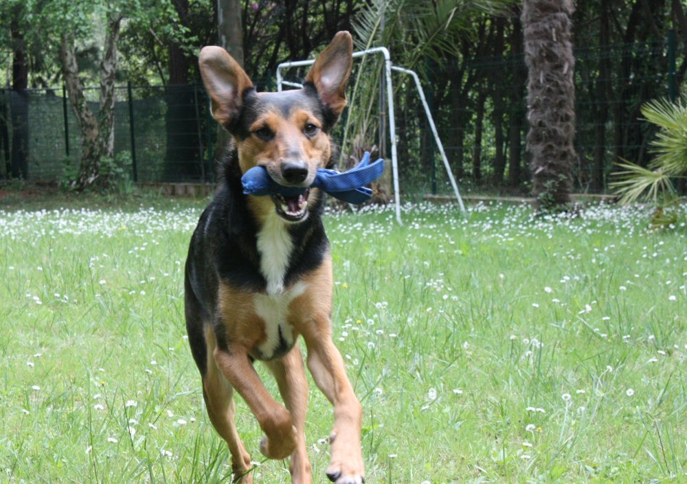 Un corso per insegnare il gioco ai cani