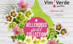 Vimercate: da VIM VERDE protagoniste le piante di Helleborus, Niger e Orientalis