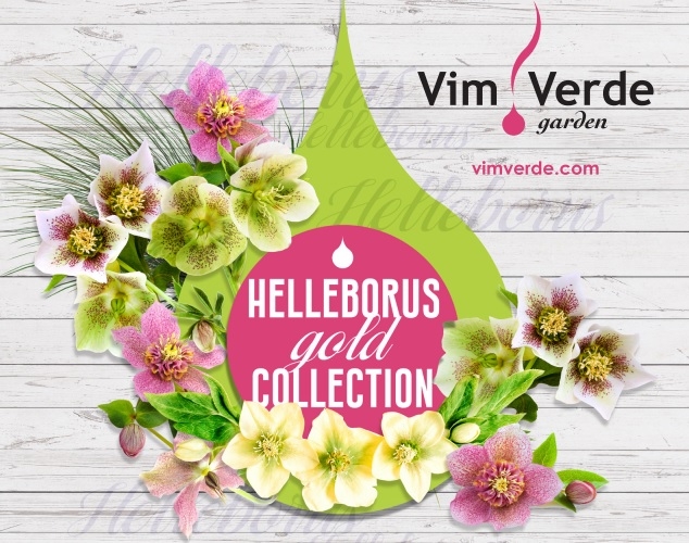 Vimercate: da VIM VERDE protagoniste le piante di Helleborus, Niger e Orientalis