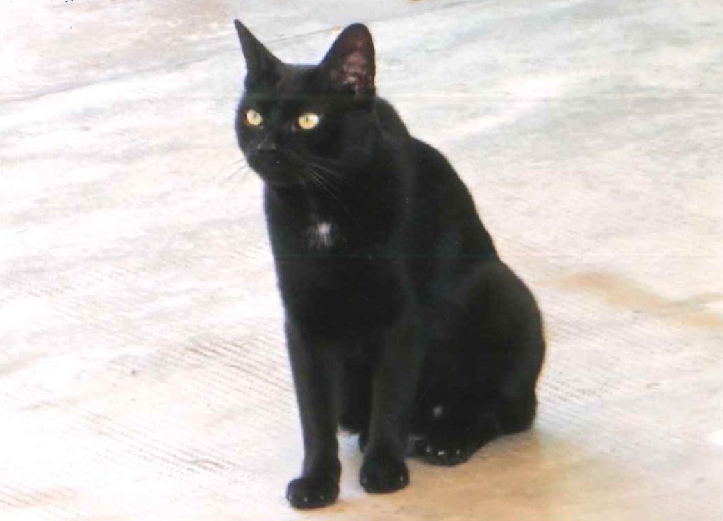 Gatto scomparso villasantesi aiutatemi a ritrovarlo!