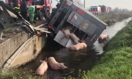 Camion di maiali si ribalta nella roggia VIDEO