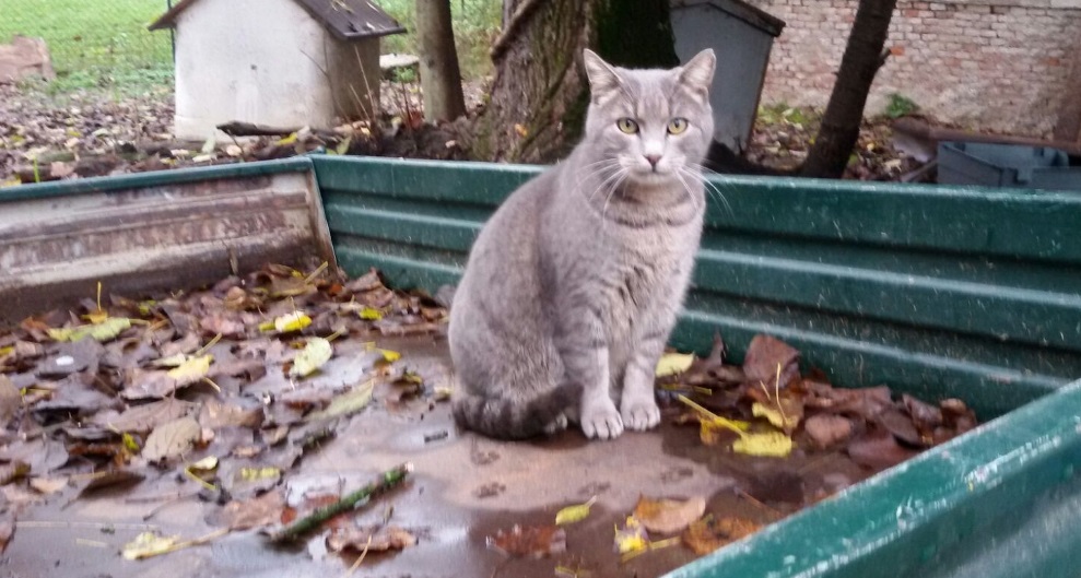 Colonie feline, sabato 23 nuova raccolta Enpa