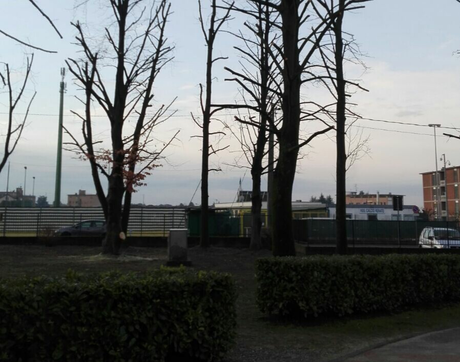 Alberi potati, studenti più sicuri a scuola