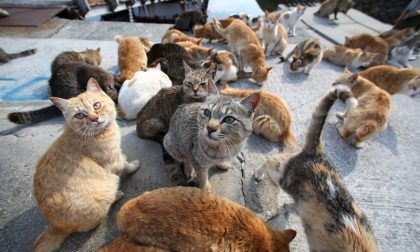 Festa del gatto: inviateci le foto dei vostri amati mici