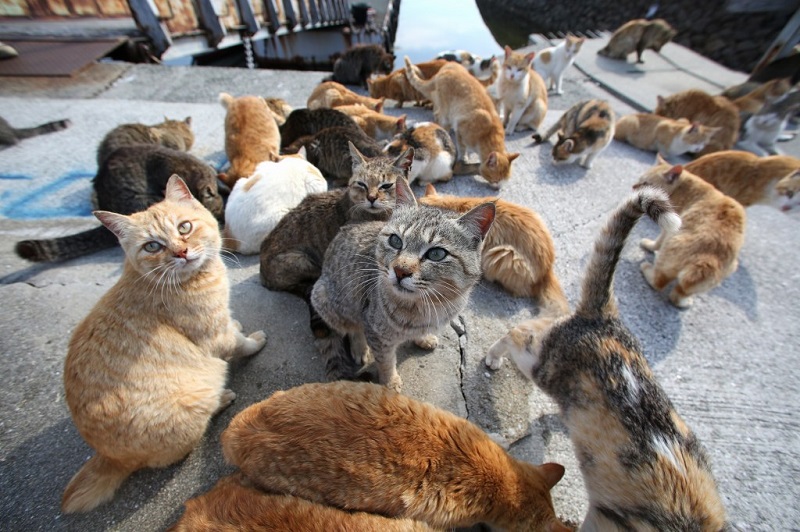 Festa del gatto: inviateci le foto dei vostri amati mici