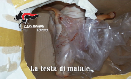 Testa di maiale altro avvertimento due settimane fa nel Torinese