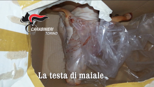 Testa di maiale altro avvertimento due settimane fa nel Torinese