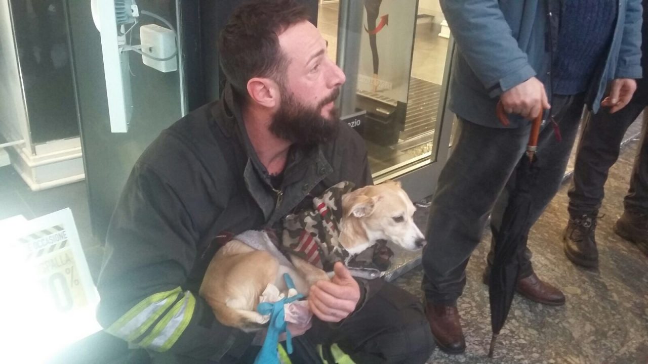 Cane incastrato nella scala mobile salvato dai Vigili del fuoco