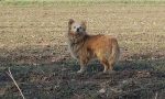 Cane libero avvistato al Cimitero di Monza