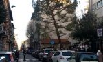 Albero inclinato, allarme davanti alle scuole Rovani