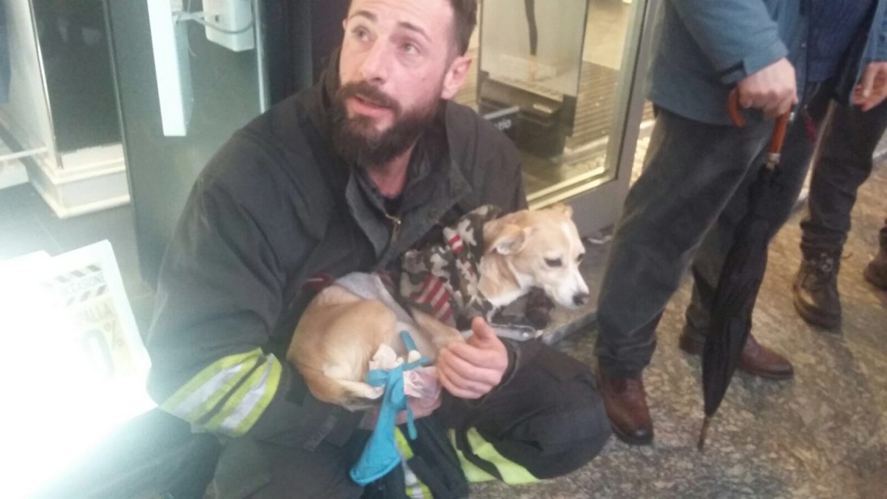 Cane incastrato nella scala mobile salvato dai Vigili del fuoco