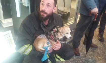 Cane incastrato nella scala mobile salvato dai Vigili del fuoco