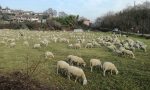 Le pecore invadono Villa Raverio VIDEO