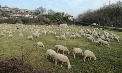 A curare il verde pubblico ci pensano... le pecore