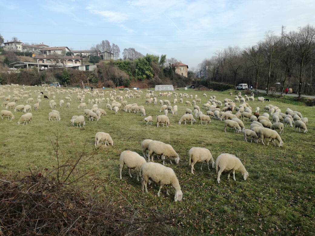 Le pecore invadono Villa Raverio VIDEO