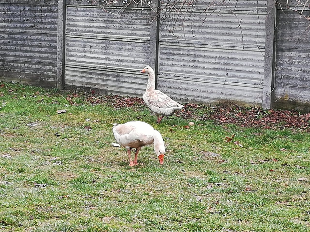 A Triuggio smarrite due oche