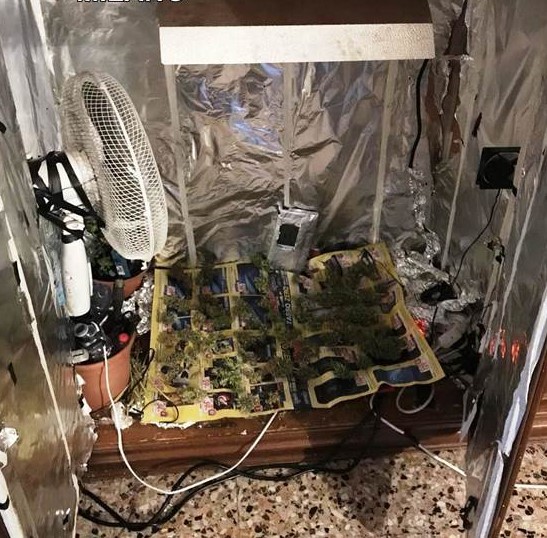 Serra di marijuana fai da te 21enne arrestato dai carabinieri