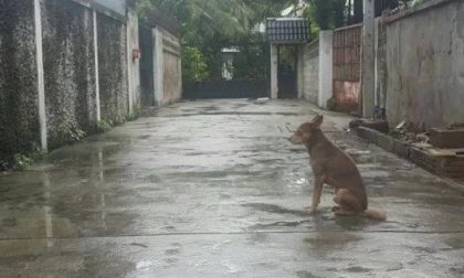 Lascia il cane legato sotto la pioggia, padrone denunciato per maltrattamenti