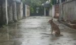 Cane sequestrato a Brugherio non si può adottare. Per ora