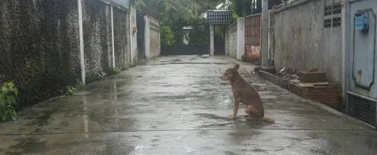 Lascia il cane legato sotto la pioggia, padrone denunciato per maltrattamenti