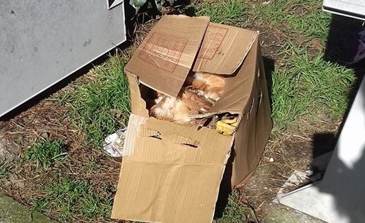 Galline morte trovate nel Parco degli Alpini