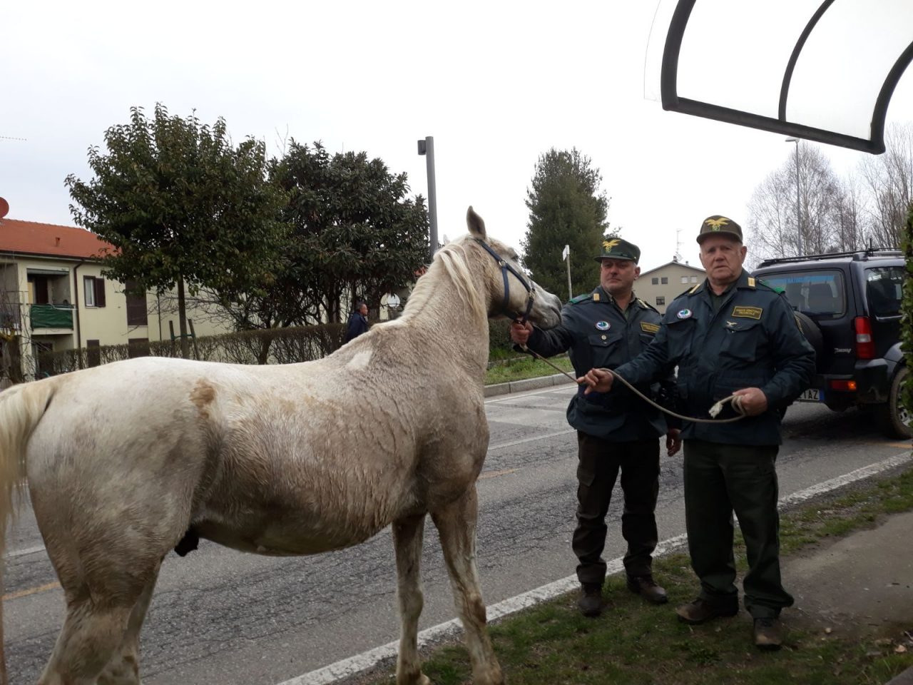 Cavallo imbizzarrito semina il panico tra le strade
