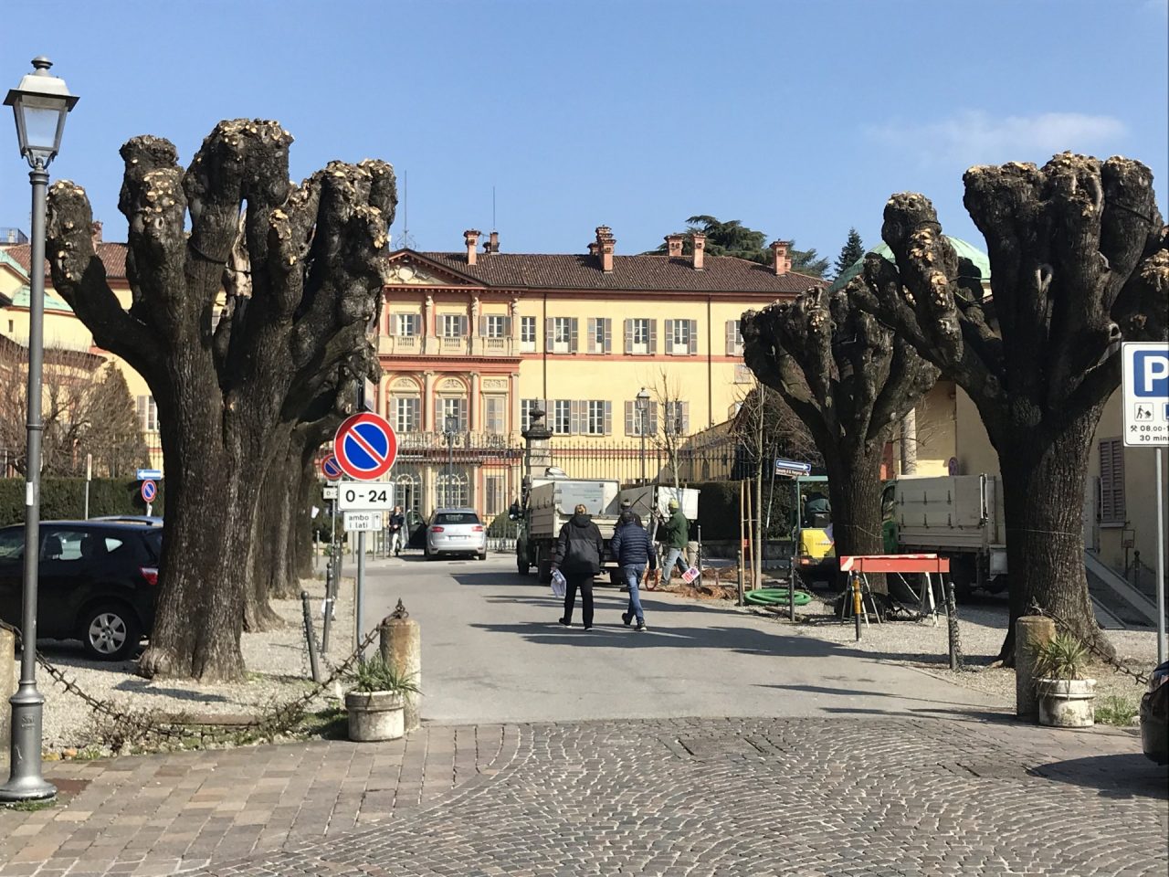 Due nuovi alberi al posto dei tigli secolari tagliati
