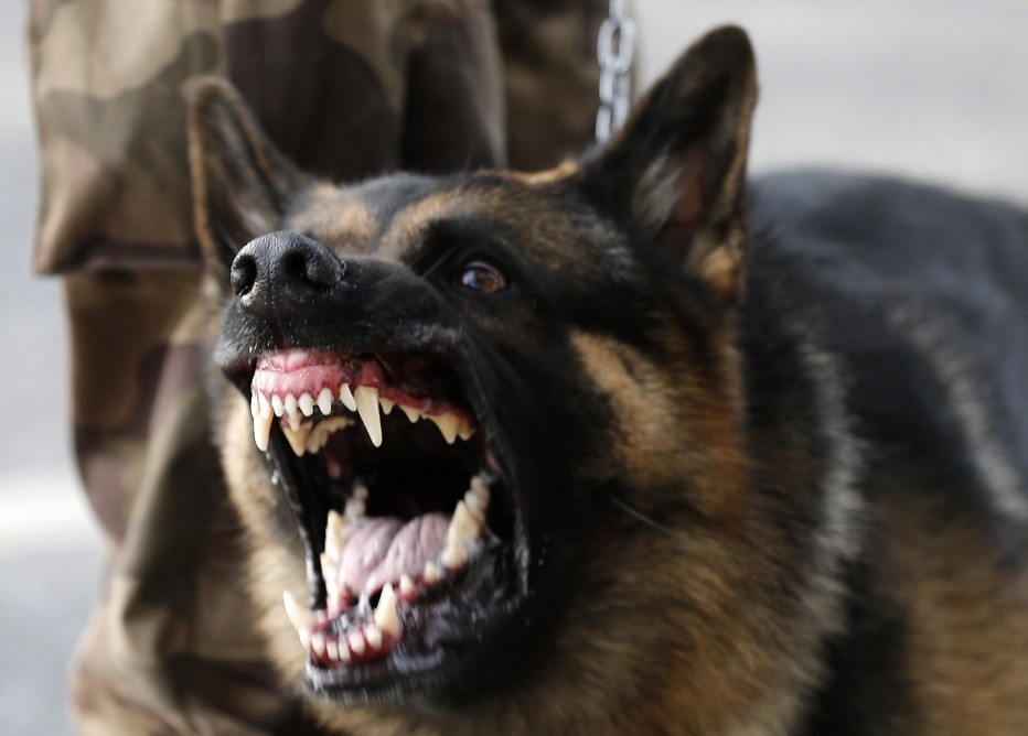 Cani violenti. Cos’è l’aggressività rediretta e come si interviene