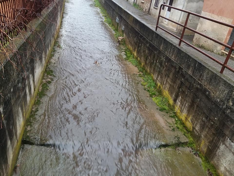 Allarme a Triuggio per la Brovada viola