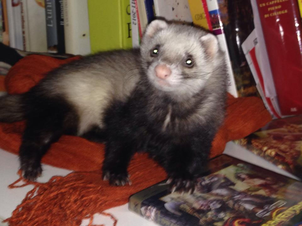 Vive con decine di animali in casa stop del tribunale