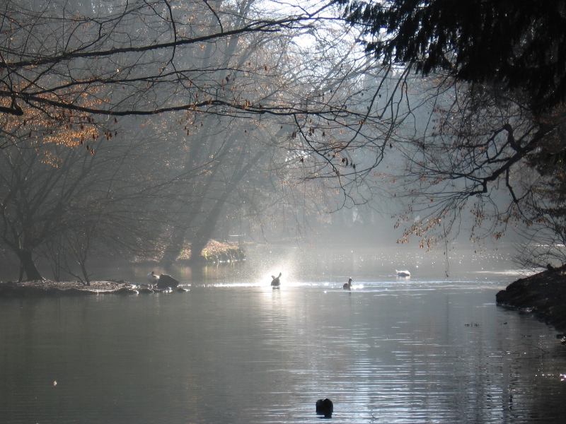 Parco di Monza scoiattolina sfugge all’aggressione di un cane ma muore annegata