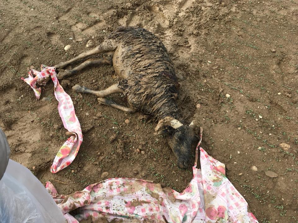 Pecora intrappolata nel fango: i pompieri la salvano ma è grave FOTO